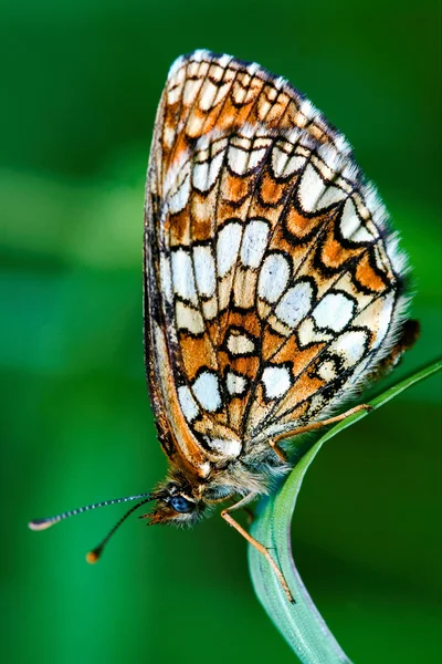 Motyl spoczywała — Zdjęcie stockowe