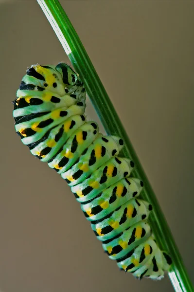 Caterpillar of brown — Stock Photo, Image