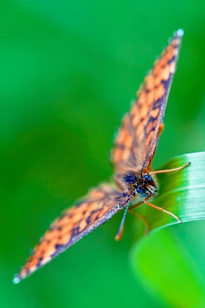 Hnědý oranžový motýl na — Stock fotografie