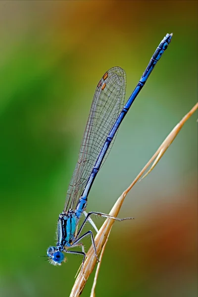 Coenagrionidae-Libelle — Stockfoto