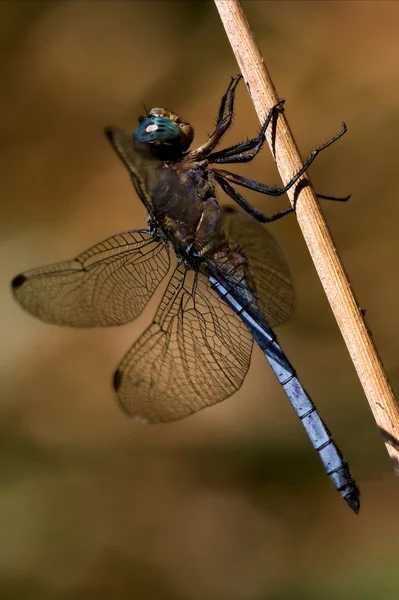 Brachytron pratense op — Stockfoto