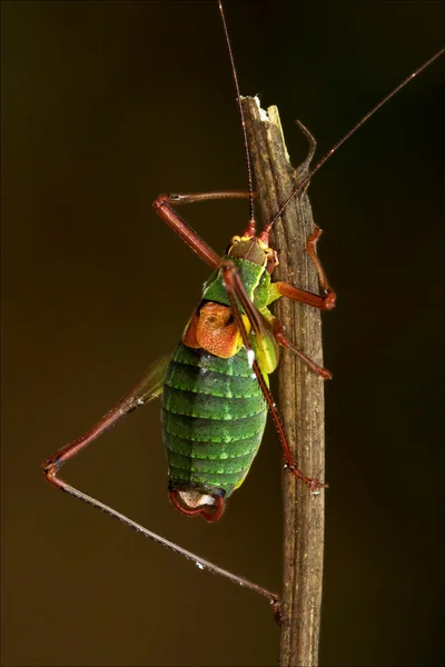 Close up of grasshopper Orthopterous Tettigoniidae on — Stock Photo, Image