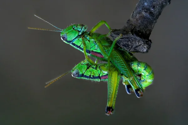 Amoureux sur un arbre — Photo