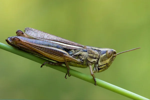 Gafanhoto chorthippus brunneus — Fotografia de Stock