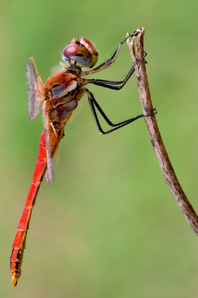 Sympetrum Fonscolombii sobre — Fotografia de Stock