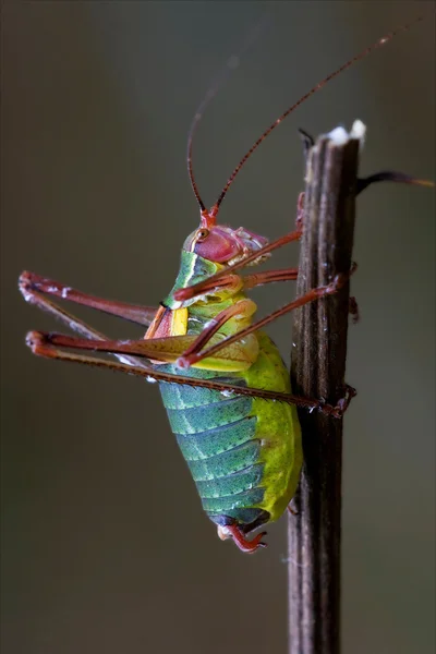 Tettigonidae auf — Stockfoto