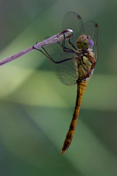 Wild black yellow dragonfly on a woo — Stock Photo, Image