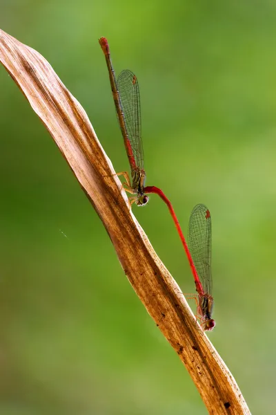 Coenagrionidae puella занимаются сексом в кустах — стоковое фото