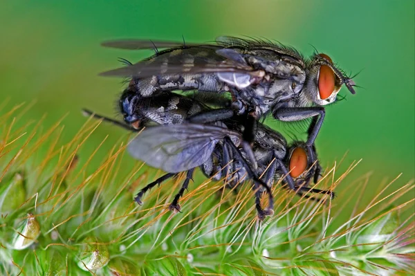 Helina obscurata musca domestica — Fotografia de Stock