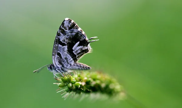 Utterfly na zieloną — Zdjęcie stockowe