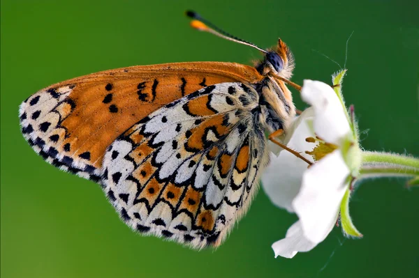 Vahşi brown — Stok fotoğraf