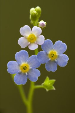 Mavi anagallis foemina