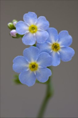 makro mavi anagallis foemina