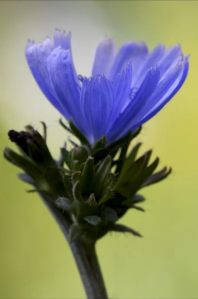 Zblízka modré složené cichorium intybus — Stock fotografie