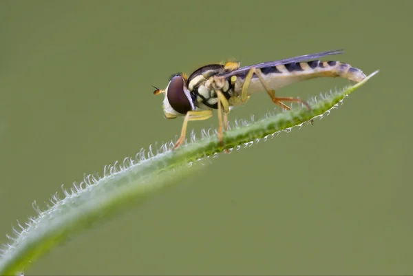 Eristalis on green leaf — Stock Photo, Image