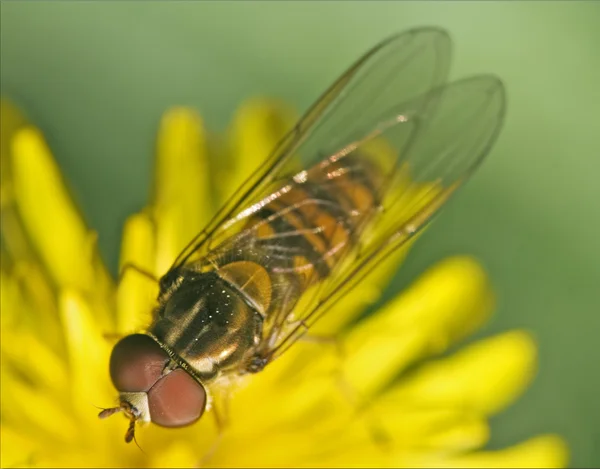 Eristalis üzerinde beyaz sarı çiçek — Stok fotoğraf