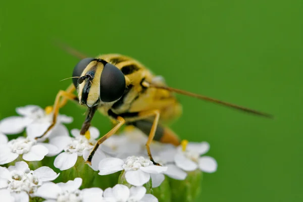 Frente da mosca selvagem diptera syrphidae — Fotografia de Stock