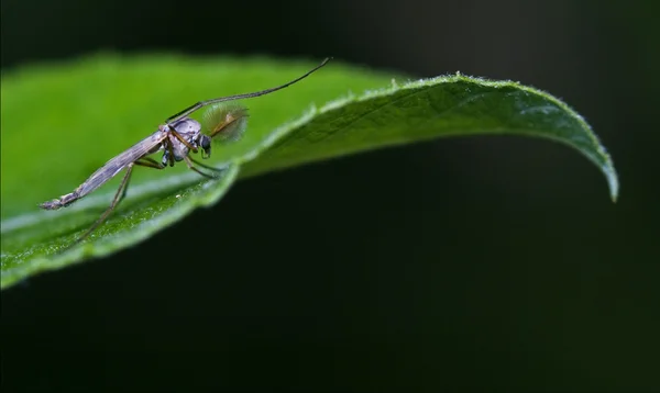 Komár zelený list — Stock fotografie