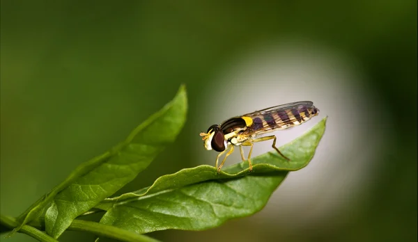一侧的野生飞双翅目食蚜蝇科 — 图库照片