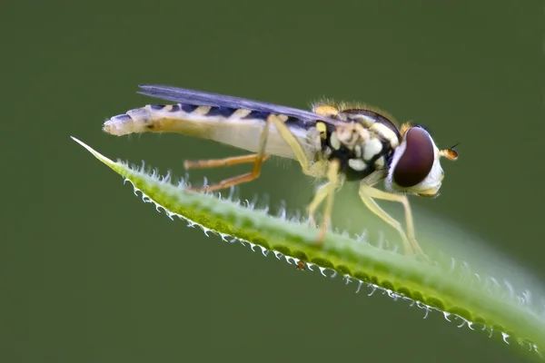 Syrphus ribesii eristalis üzerindeki yeşil yaprak — Stok fotoğraf