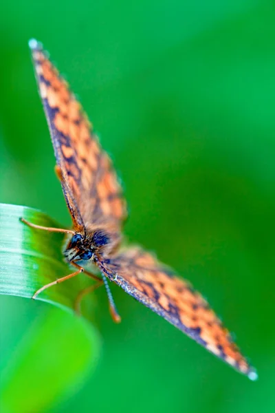 녹색 잎에 갈색 주황색 나비 — 스톡 사진