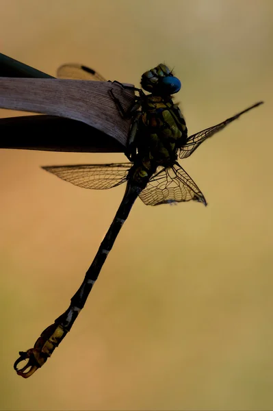 Gele dragonfly anax op — Stockfoto