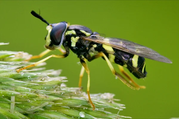 Volucella ΖΩΝΑΡΙΑ σε ένα λευκό κίτρινο λουλούδι — Φωτογραφία Αρχείου