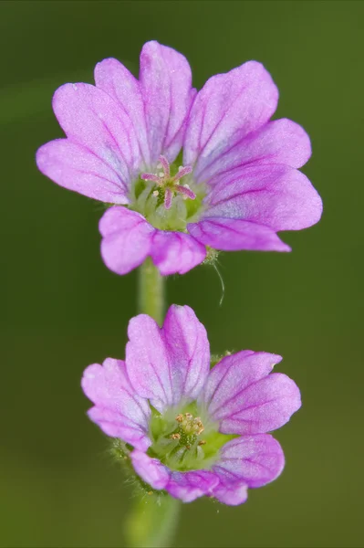 Lavatera — Stok fotoğraf