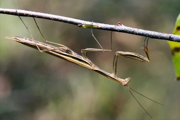 Mantis mantodea religiosa en una rama marrón — Foto de Stock