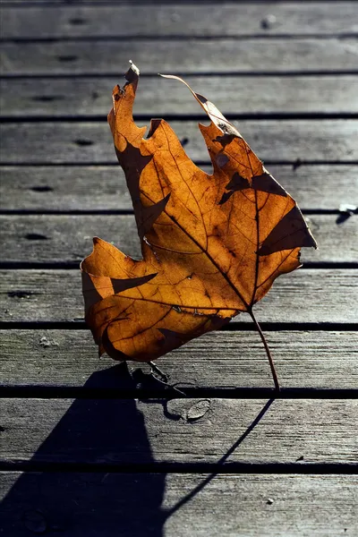 Holz und gelb — Stockfoto