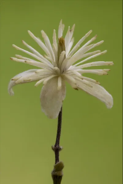 Macro close yellow white leguminose — Stock Photo, Image