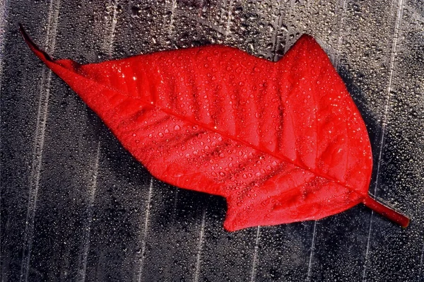 Абстрактный красный лист — стоковое фото