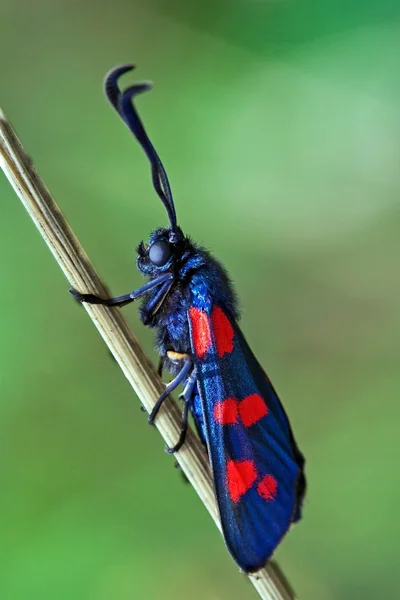 Side of wild fly Zygaenidae — Stock Photo, Image