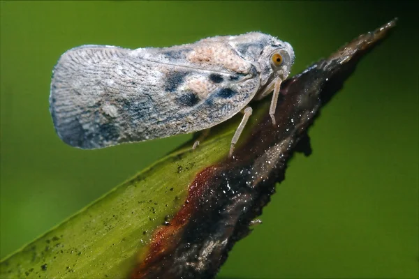 Mosca selvatica Omoptera su una foglia verde — Foto Stock