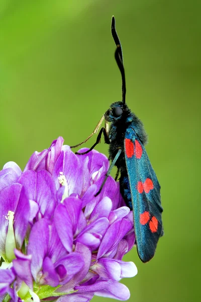 Mosca salvaje Zygaenidae en la flor —  Fotos de Stock