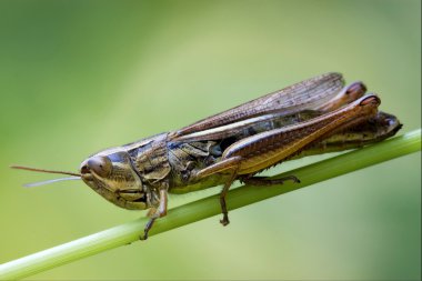 kahverengi çekirge chorthippus brunneus