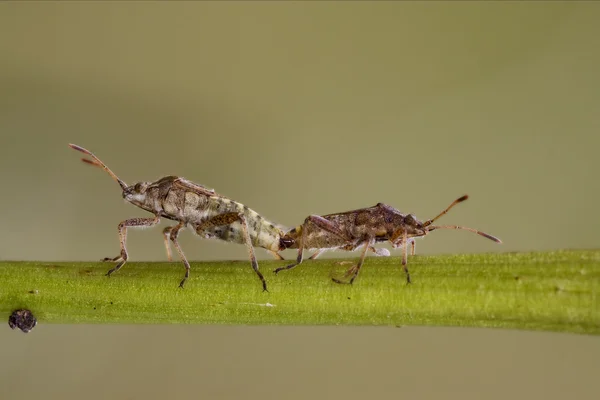 Branch and reproduction — Stock Photo, Image