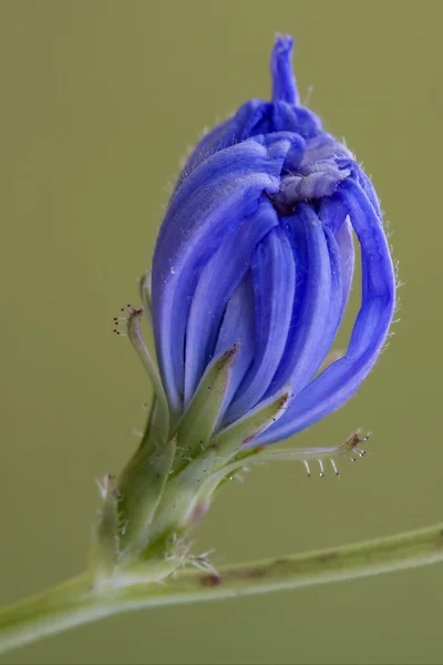 Flor perto de um compósito azul — Fotografia de Stock