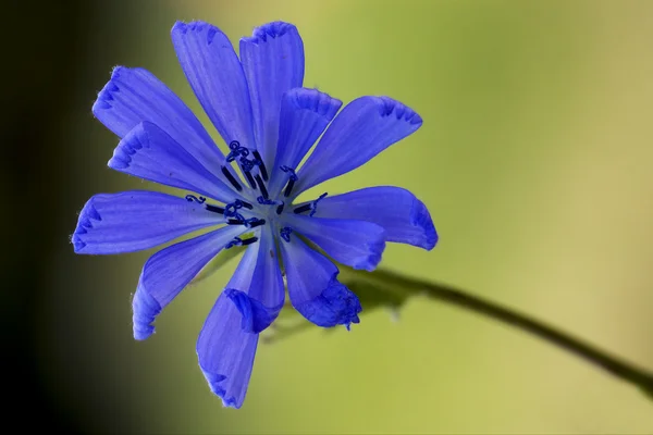 Blomma på nära håll av en blå komposit — Stockfoto