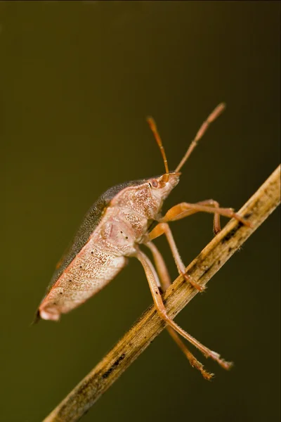 Hemiptera in the the the head — стоковое фото