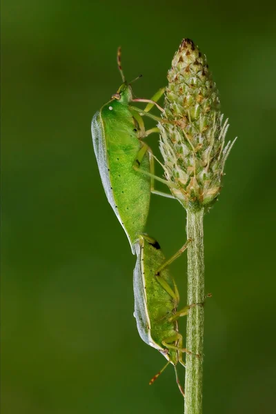 Heteroptera pentatomidae and reproduction — Stock Photo, Image