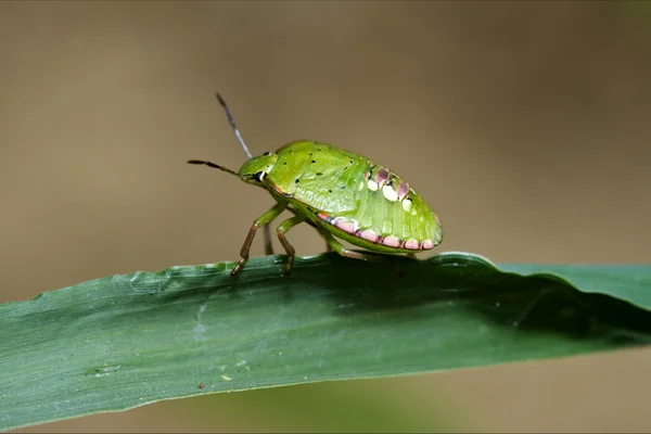 Heteroptera palomena — Stockfoto