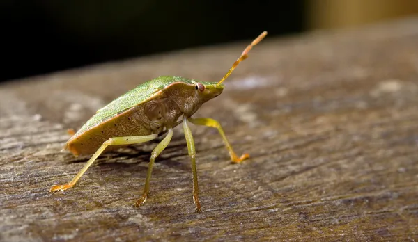 Pentatomidae palomena sobre una madera — Foto de Stock