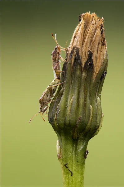 Prasina on a flower and reproduction — Stock Photo, Image