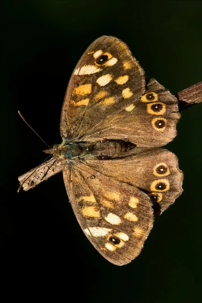 On a brown branch in the bush — Stock Photo, Image