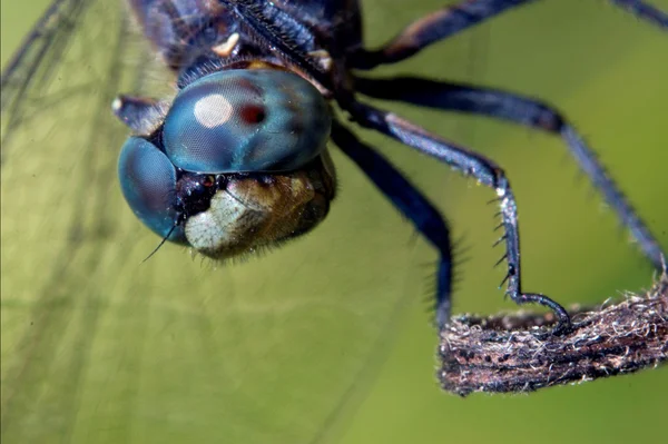 Head of wild blue dragonfly — Stock Photo, Image