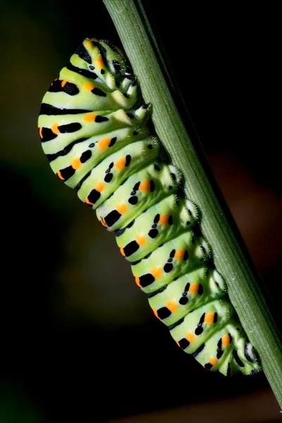Caterpillar of a — Stock Photo, Image
