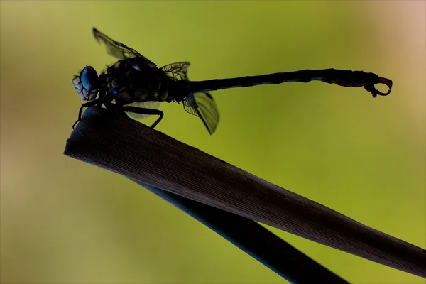 Side wild yellow black dragonfly anax — Stock Photo, Image