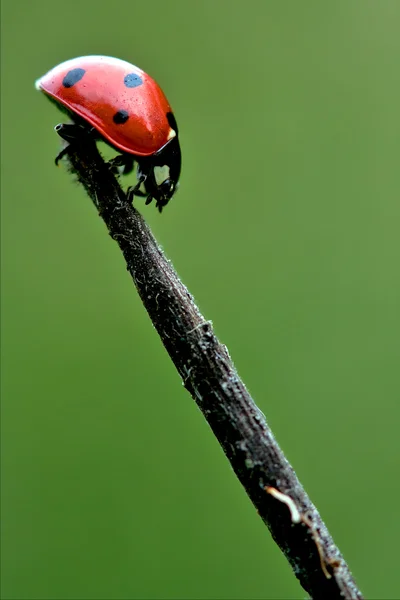 Side of wild red ladybug — Stock Photo, Image