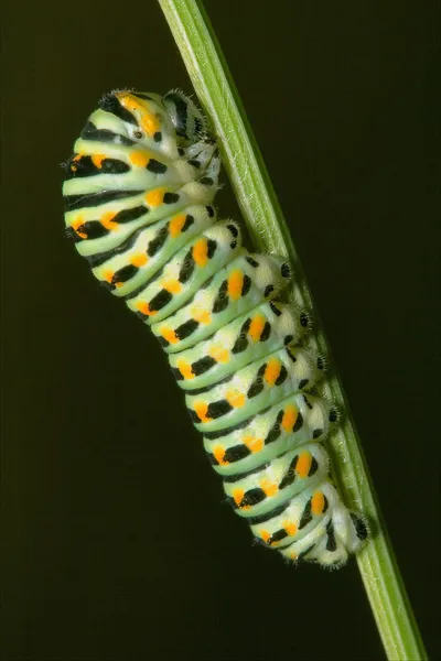 Wild caterpillar of — Stock Photo, Image
